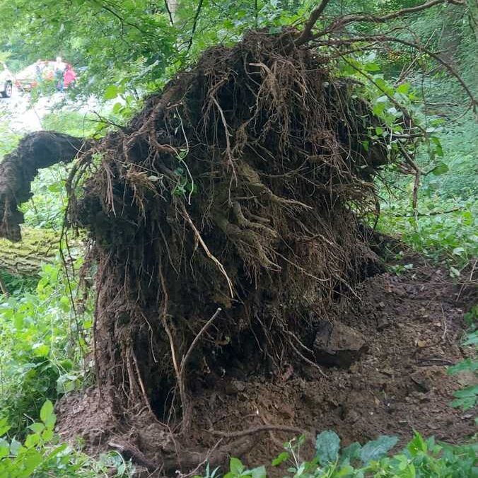 T1 Sturmschaden: Baum auf Straße am 12.06.2024